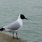 Bådhotel Nuit Insolite Sur Un Voilier Au Coeur De La Rochelle