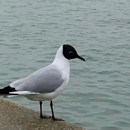 Úszó hotel Nuit Insolite Sur Un Voilier Au Coeur De La Rochelle
